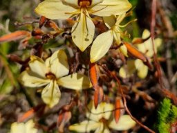 Wachendorfia brachyandra